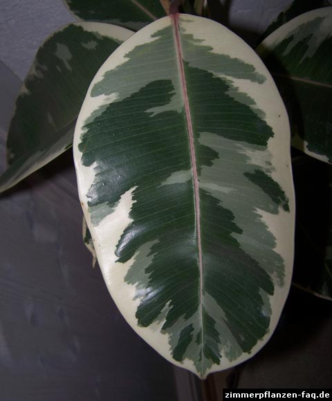 Ficus elastica Variegata