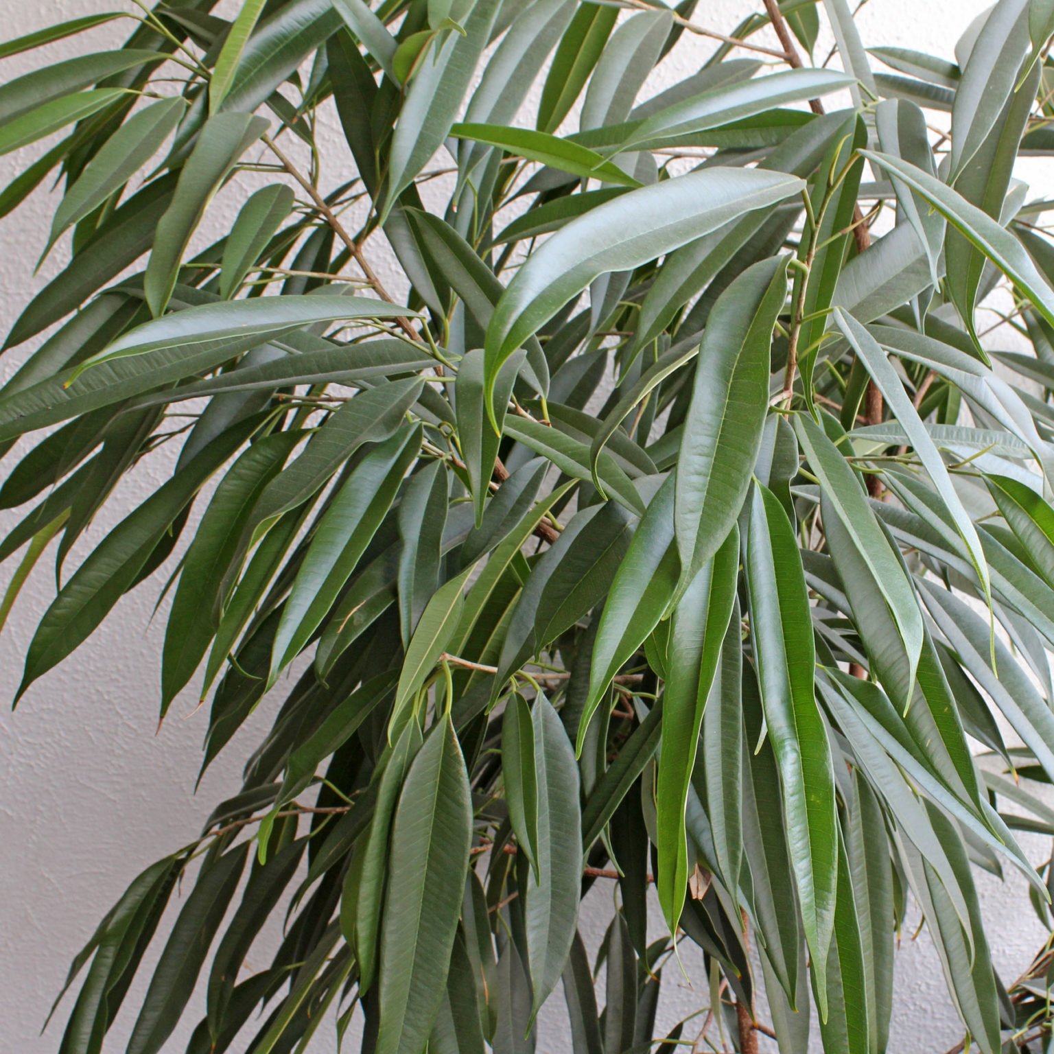 Ficus binnendijkii (Langblättrige Feige)